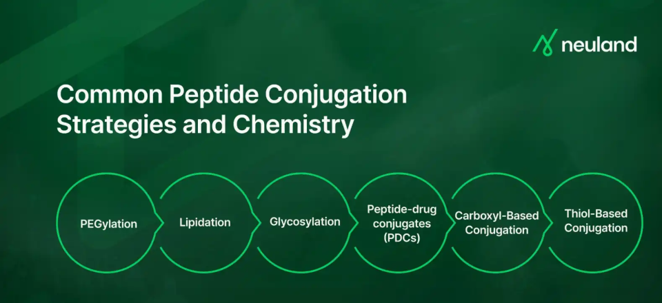 A Guide to the Basics of Peptide Conjugation | Neuland Labs